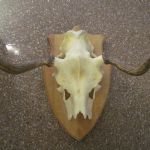 714 3875 Horn
